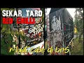 Download Lagu DJ SABILULUNGAN SUNDANESE VERSI TRUK SEKAR TARO RED CHILLI