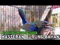 Download Lagu kolibri kelapa | wiceh | manggar | korlap jantan gacor masteran burung bahan agar rajin bunyi gacor