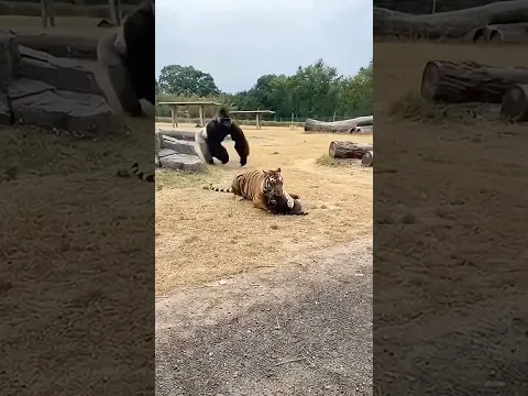 Can the Silverback Gorilla rescue the little one pinned by the tiger?