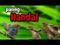 Download Lagu Suara pikat burung prenjak kepala merah || LANGSUNG NYAMBER
