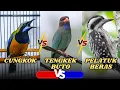 Download Lagu 3 KOMBINASI MATERI WAJIB UNTUK MURAI BATU ! CUNGKOK VS TENGKEK BUTO VS PELATUK BERAS!