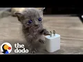 Micro Kitten Befriends An Eyeless Kitten The Dodo