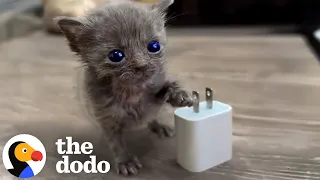 Micro Kitten Befriends An Eyeless Kitten The Dodo