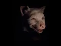 Download Lagu He deserved so much better… || #mowgli #fyp #viral #sad