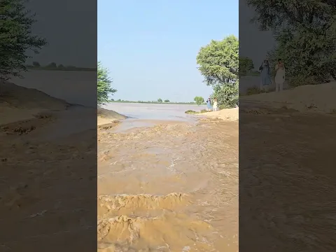 Flood in river Sutlej #shorts #viral #reels