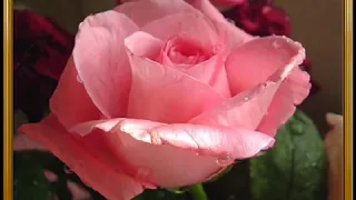 تو مثل گلی ناز و خوشگلی 