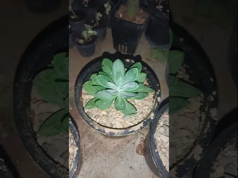 Grow Succulent in This Soil Media 👌