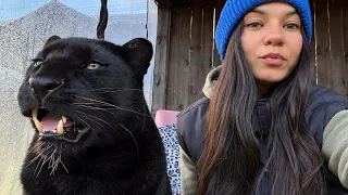 Luna the panther's diet 🐆(ENG SUB)
