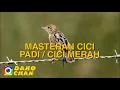 Download Lagu CICI PADI GACOR FULL
