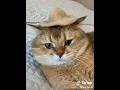 Memes That Are Ready For Cinco De Mayo - Meme Street