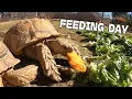 Feeding Day for the Tortoises adults babies eggs