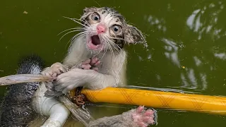 Animal Rescues That Will Restore Your Faith in Humanity