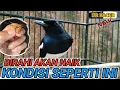 Download Lagu RAWATAN MENAIKAN BIRAHI KACER | DR KACER NEW