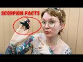 Download Lagu The Best Scorpion Facts!
