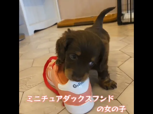 動画