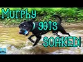 Murphy gets SOAKED Labrador Retriever German Shorthaired Pointer Mix