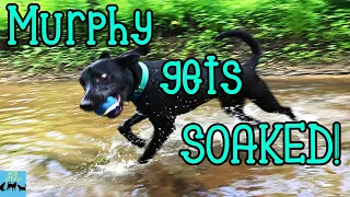 Murphy gets SOAKED Labrador Retriever German Shorthaired Pointer Mix