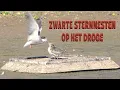 ZWARTE STERNNESTEN OP HET DROGE (Oude Waal bij Nijmegen)