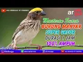 Download Lagu Masteran Suara Burung Manyar, Durasi 1 jam 100% Ampun dan Cepat Masuk juga Tidak Bikin Stres Burung