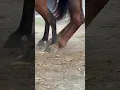 Kingdom from leg