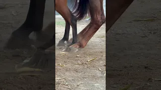 Kingdom from leg