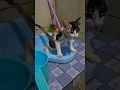 Download Lagu Kucing mana lagi yang lahi modol bisa ku kerjain 🤣 #kucing #poop #modol