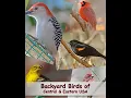 Identify Your Common Backyard Birds Central Eastern USA