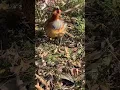 Download Lagu Chinese Bamboo Patridge is  Calling 😍Real Sound of Bird 🐦 Beautiful Birds 🥰#nature #voice #chinese