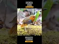 Download Lagu Burung kecil suara merdu #AliMediaku #Shorts #BurungViral