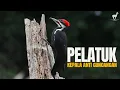 Lagu Burung Pelatuk: Palu Hidup, Dengan Kepala Anti Pusing dan Guncangan