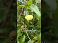 #136: Dewandaru - Suriname Cherry - Eugenia Uniflora #shorts #shortsvideo #shortsfeed