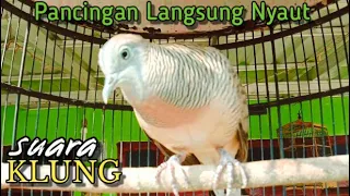 perkutut lokal gacor suara besar lantang menantang lawan bunyi ampuh untuk pancingan semua