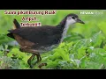 Download Lagu Suara pikat Burung Ruak\