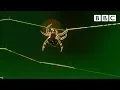 Download Lagu Amazing spider baffles scientists with huge web | The Hunt - BBC