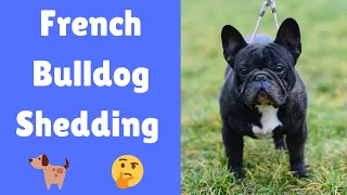 Download Do French Bulldogs Shed How to control French Bulldog's Shedding MP3