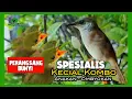 Lagu SPESIALIS PERANGSANG BUNYI KECIAL KOMBO BAHAN ANAKAN \u0026 OMBYOKAN @keditlombok8620