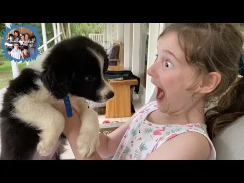 Download MP3 SURPRISING THE KIDS WITH A PUPPY!
