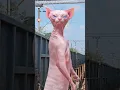 Lagu found a huge pink cat dancing #sbvfx #vfx #sphinxcat #pinkcat #ytshorts #shorts #vfxshorts