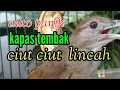 Download Lagu ampuh menarik temanya ngekek ngekek panjang. suara burung katem kapas tembak gacor