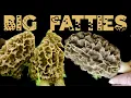 BIG FATTIES Morel Mushrooms 2023 midwest progression MAP April 6th