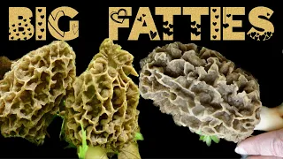 BIG FATTIES Morel Mushrooms 2023 midwest progression MAP April 6th