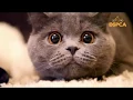 YML DSPC181 030 DSPCA CatsBridgetJones Final 31Jan18