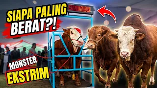 YANG DITUNGGU-TUNGGU.. DETIK-DETIK PENENTUAN JUARA BOBOT SAPI KELAS EKSTRIM!
