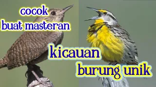 Download |kicau kicau|kicauan burung unik pas banget buat masteran MP3