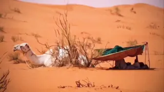 هجيني  راعي البويضى سكن في قصور عمر ابو عياده قصيدة عامر المراحله دندنها