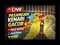🔴 LIVE | PASANGAN KENARI GACOR 🔥 PIKAT BETINA • MASTERAN • LOMBA