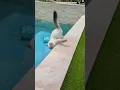 Download Lagu Funny Pets | 2024😂 Funny Dogs And Funny Cats Videos 🐱 🐕 😄 #128