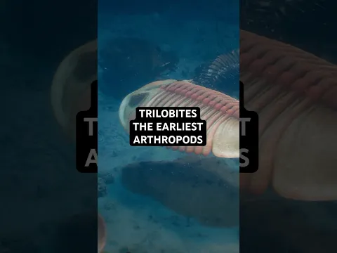 Trilobites - the Earliest Arthropods, Which Lived 500 Million Years Ago