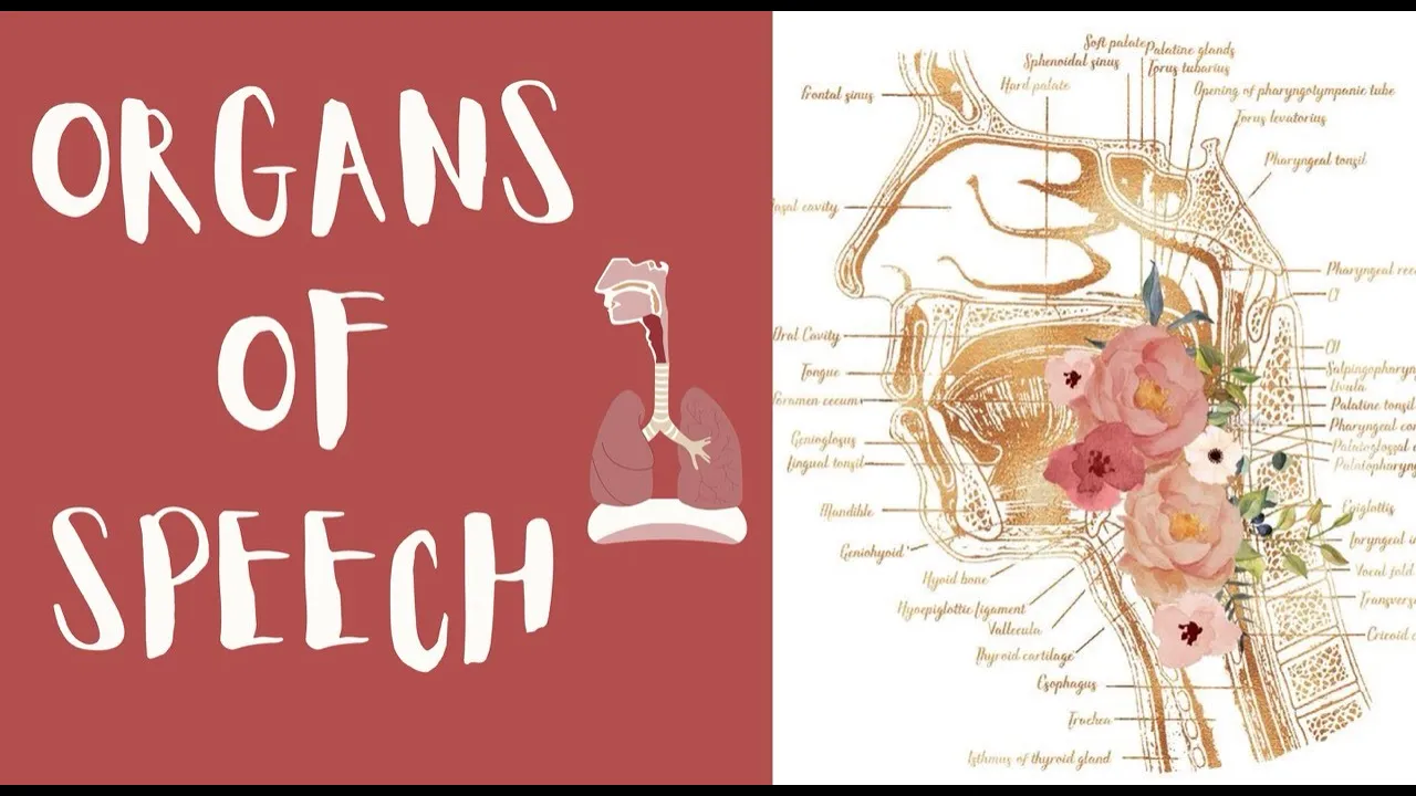 Organs of Speech | The Anatomy of Speech| Phonetics L1