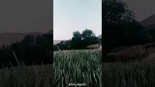 Like The Wind In The Wheat Field 